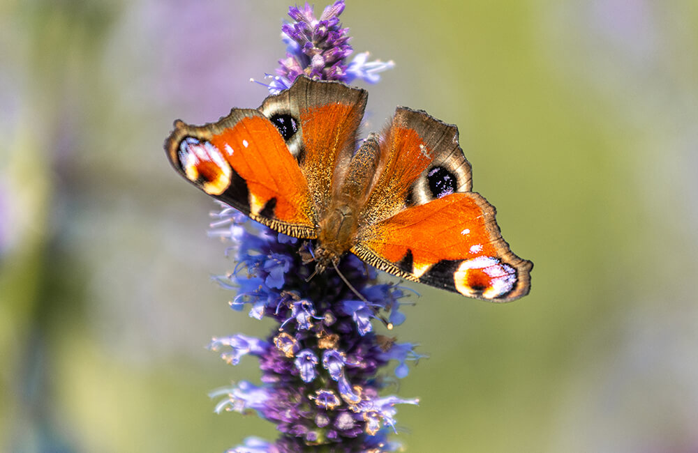 Aglais io, également connu sous le nom de papillon paon-du-jour