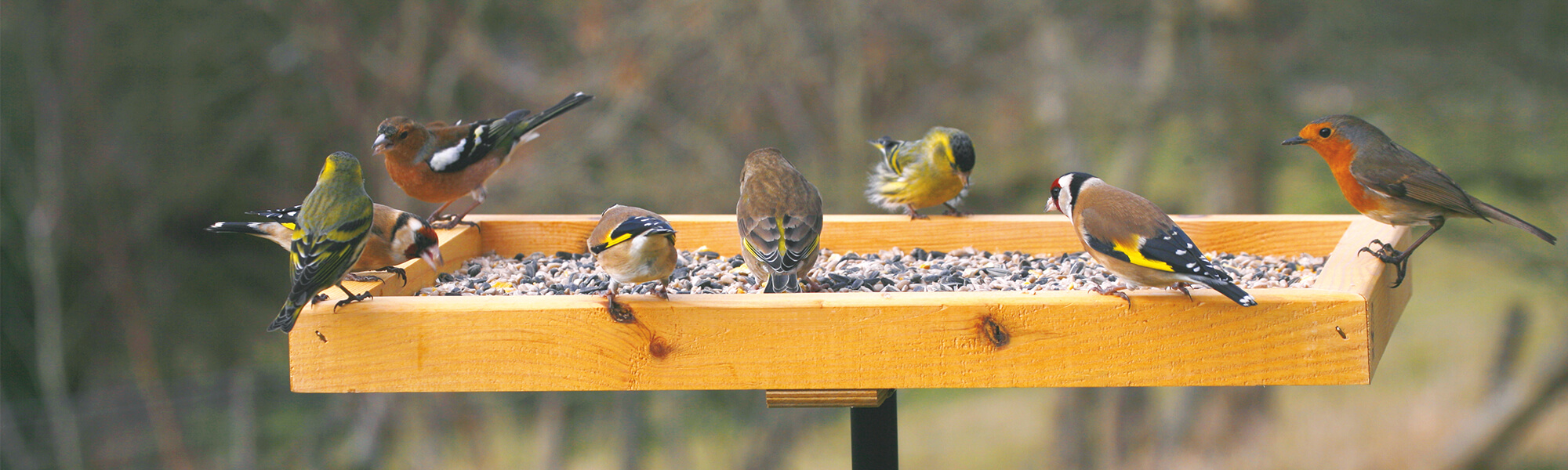 Différentes espèces de pinsons et un rouge-gorge visitant une table d'oiseaux.