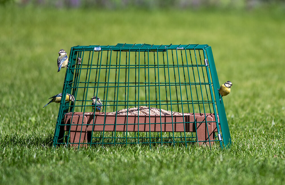Table à oiseaux sur laquelle est placée une cage de gardiennage.