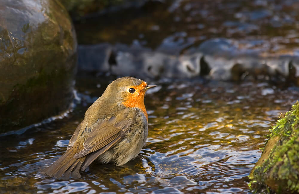 Un rouge-gorge s'apprêtant à prendre un bain dans une eau peu profonde.