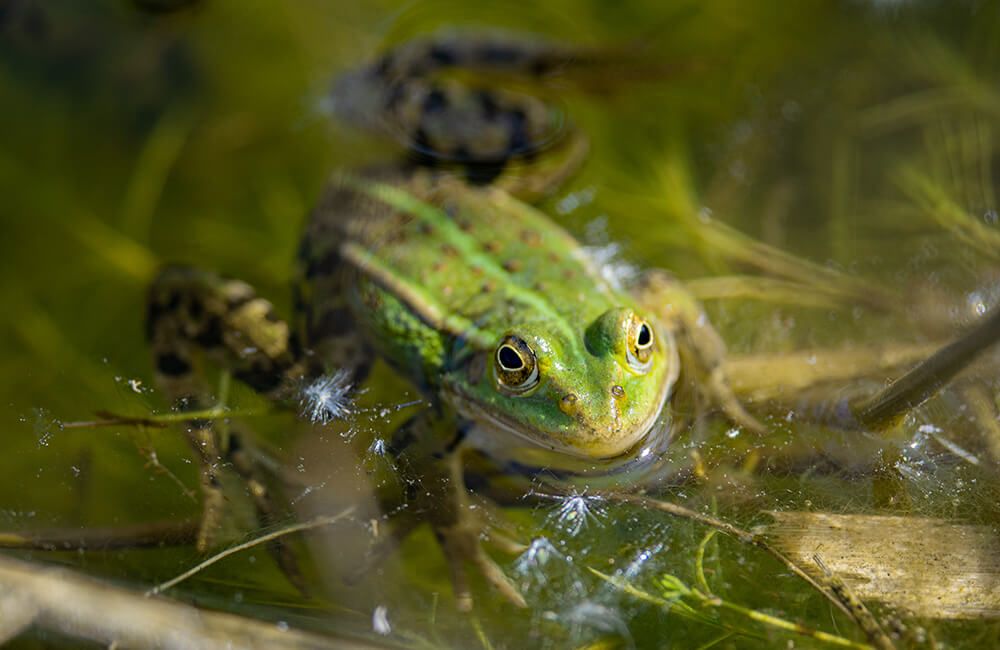 Un crapaud dans un étang aux eaux claires