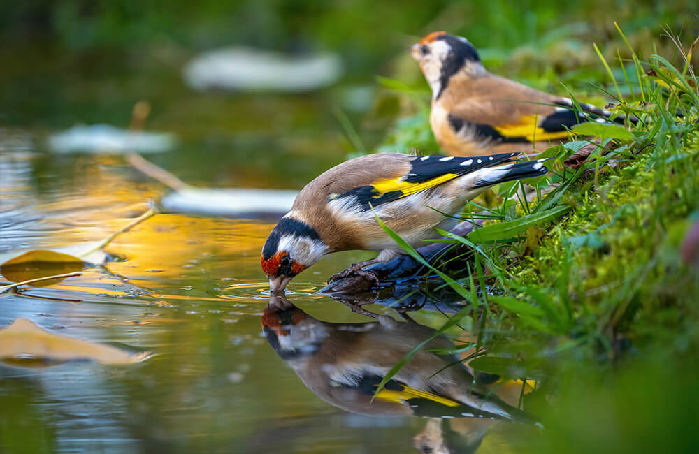 Deux chardonnerets près d'un étang. L'un d'eux est en train de boire et on peut voir des feuilles flotter sur l'eau.