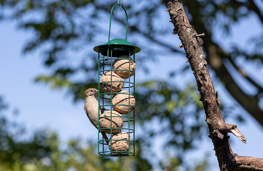 Moineau dégustant des boules de graisse provenant d'une mangeoire suspendue à une branche dans un jardin.