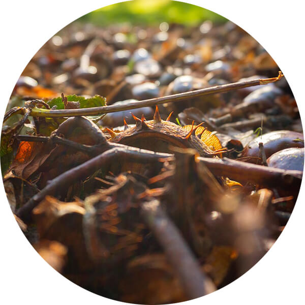 Un bouquet de brindilles sur le sol d'une for&ecirc;t.