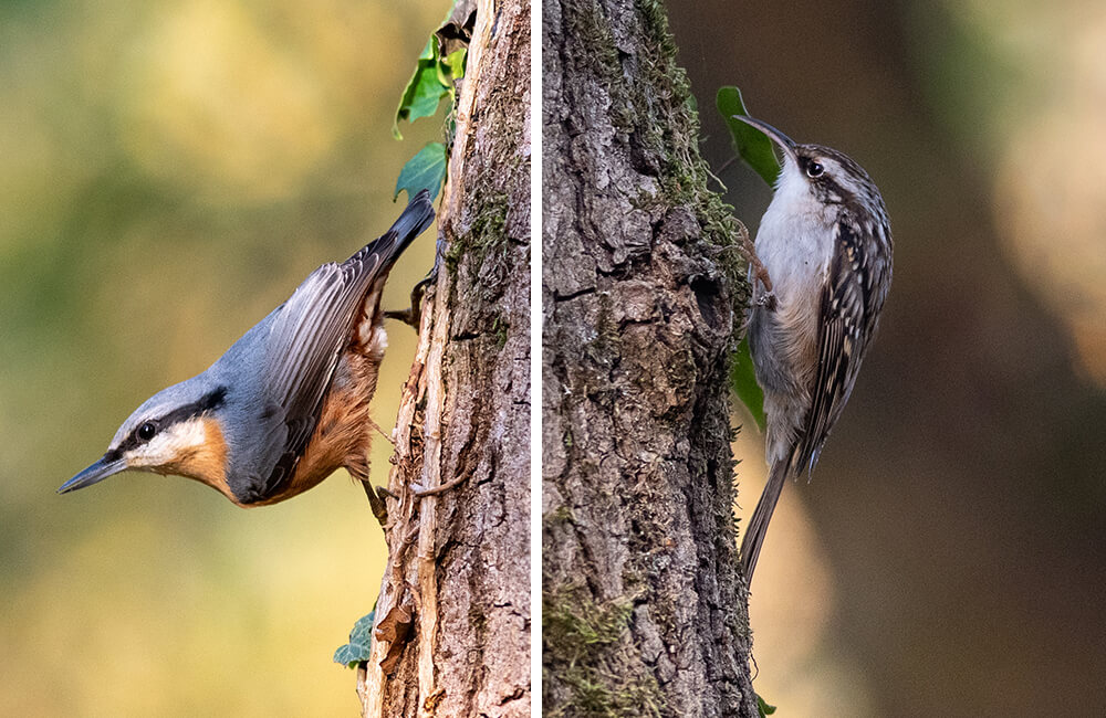 Une sittelle et un grimpereau grimpant sur un arbre