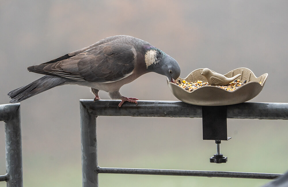Un pigeon ramier mangeant dans une mangeoire &agrave; oiseaux sur un balcon.