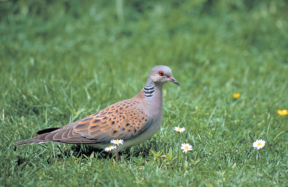 Une tourterelle des bois (Streptopelia turtur) marchant dans l'herbe d'un jardin.