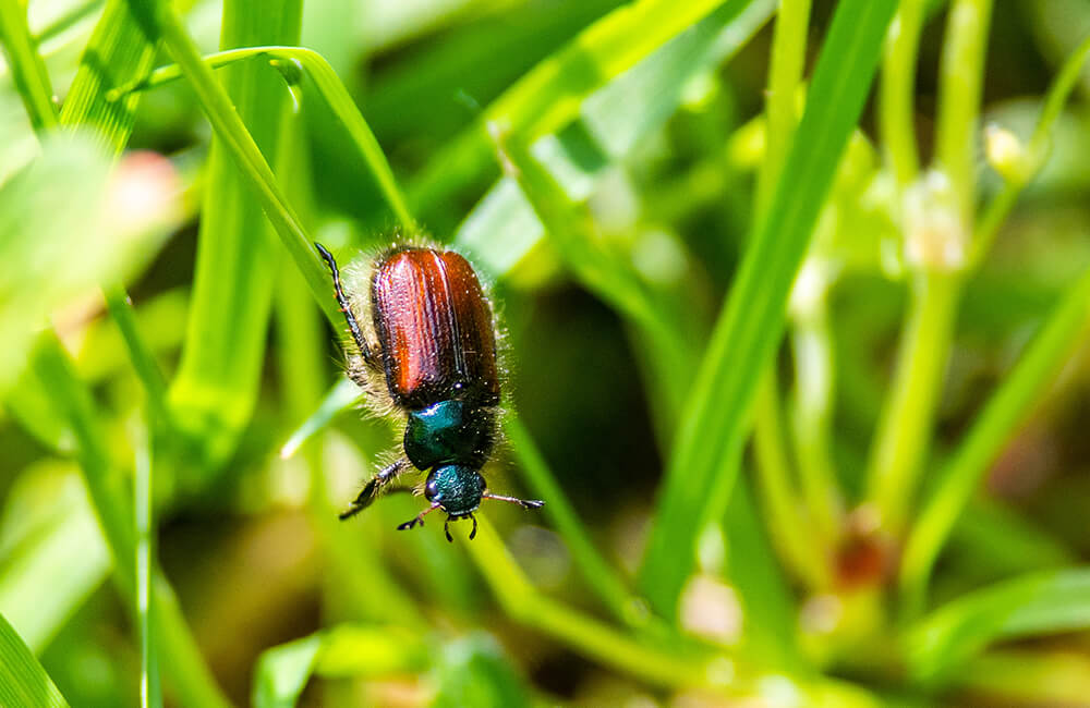 Un coléoptère grimpant le long d'une plante.