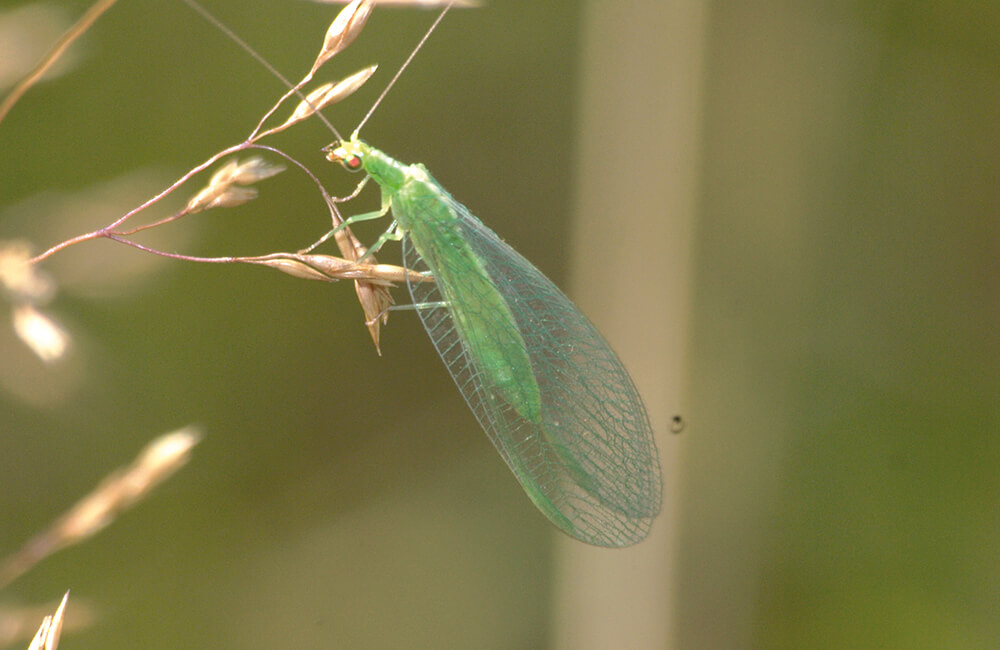 Une chrysope sur une plante.