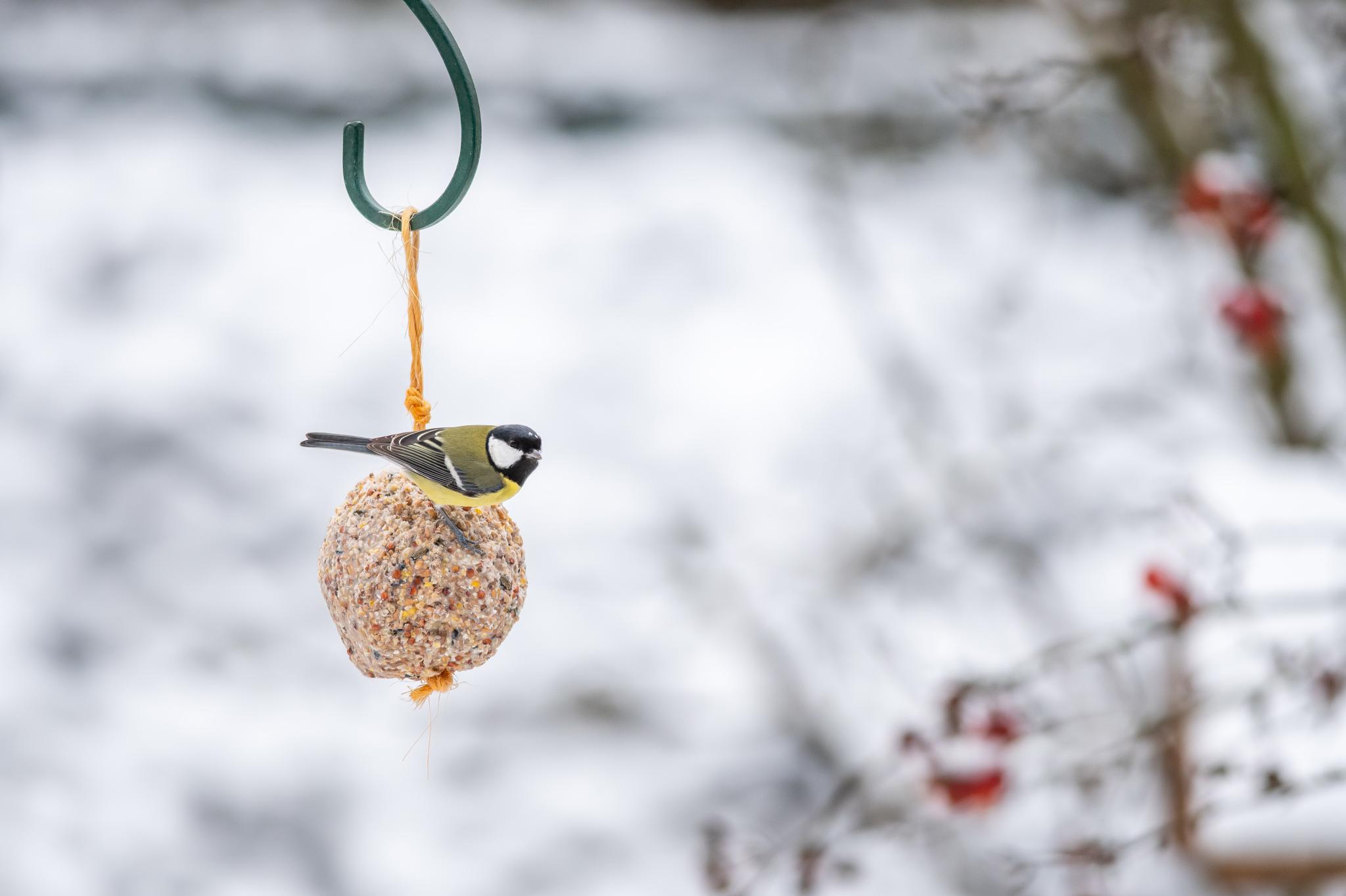 Une belle m&eacute;sange sur une boule de graisse dans le jardin en hiver.