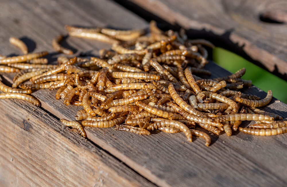 Vers de farine s&eacute;ch&eacute;s pour les oiseaux