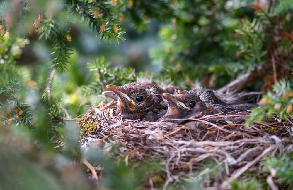Un nid d'oiseau dans une haie avec de jeunes oisillons