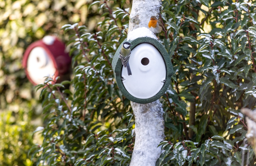 Rouge-gorge et m&eacute;sange charbonni&egrave;re sur un nichoir en b&eacute;ton de bois