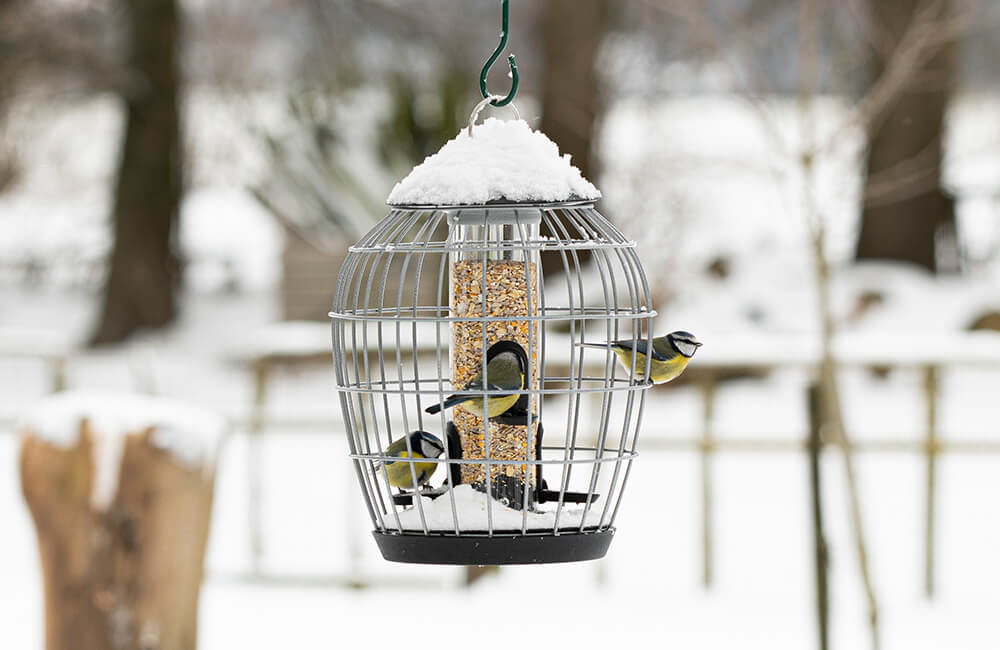 Une mangeoire &agrave; &eacute;cureuil en hiver, avec 3 m&eacute;sanges bleues mangeant de la nourriture pour oiseaux.