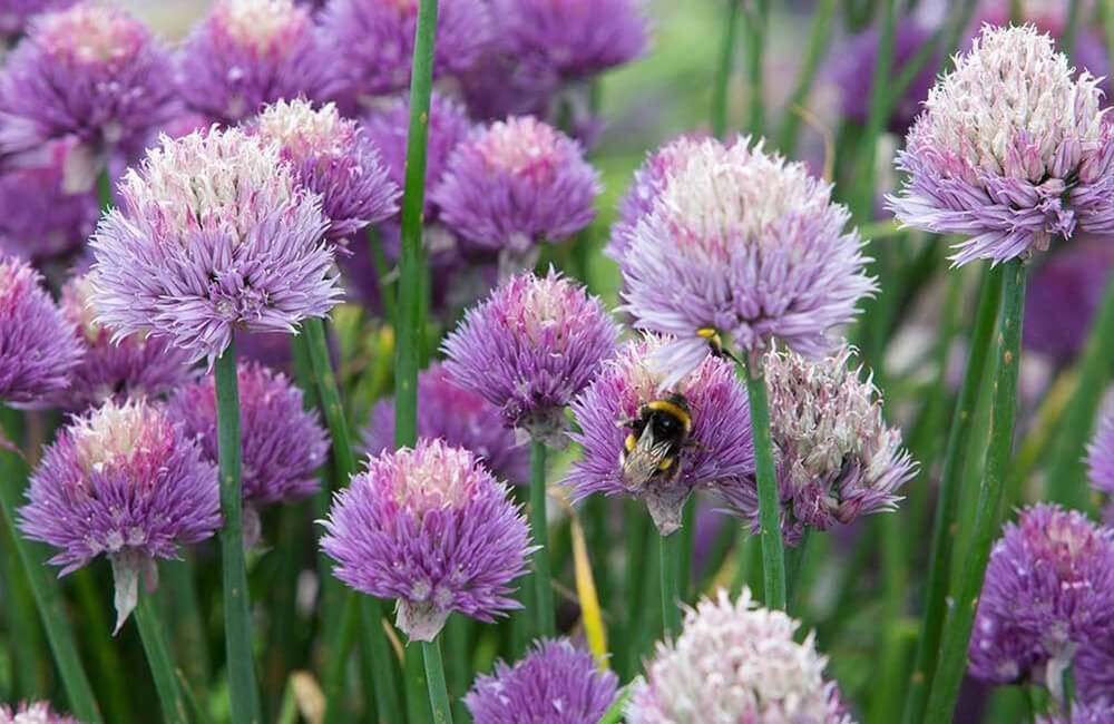 Plante de ciboulette en fleur.