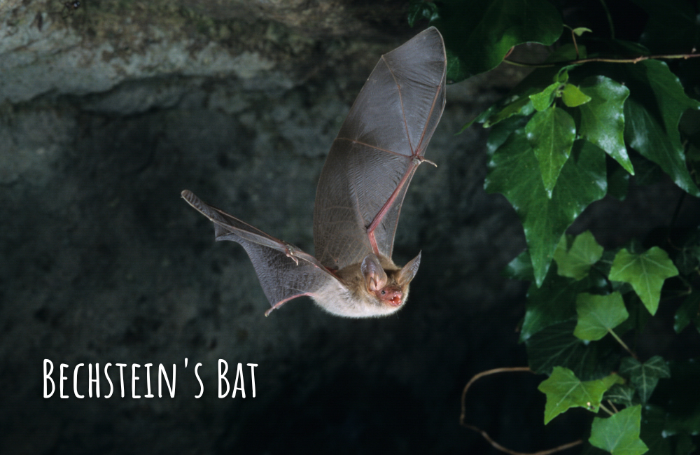 Bechstein chauve-souris