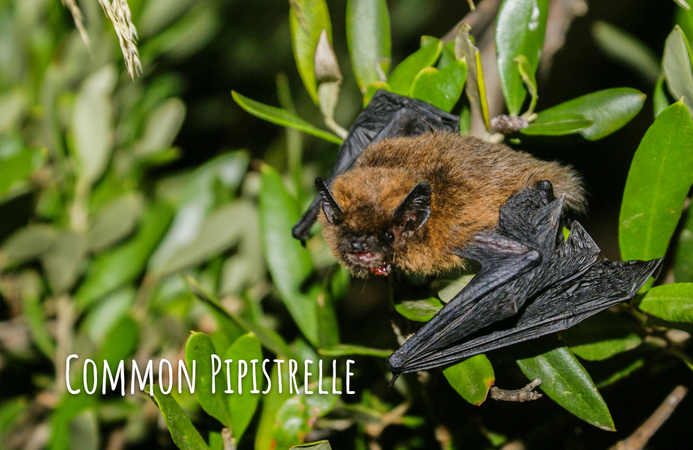 Pipistrelle commune (chauve-souris)