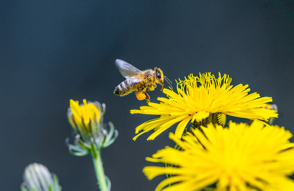 Abeilles sur un banc en bois