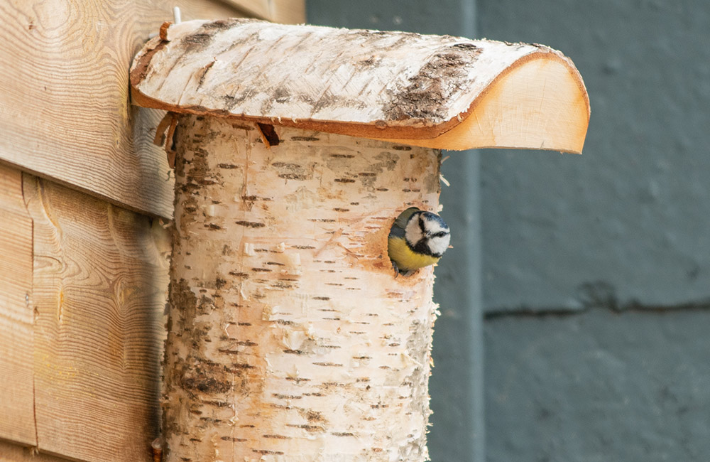 Une mésange bleue est assise dans l'ouverture d'un nichoir.